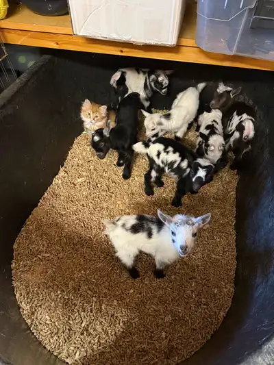 Nigerian Dwarf goats, View more