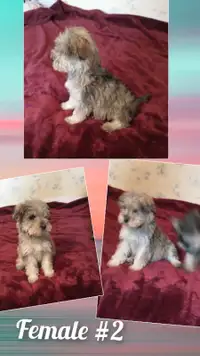 Gorgeous Mini Schnoodle pups