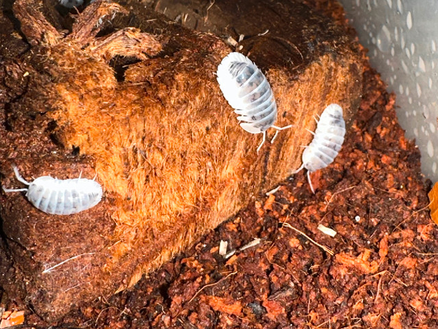 Isopods for sale in Reptiles & Amphibians for Rehoming in Burnaby/New Westminster - Image 3