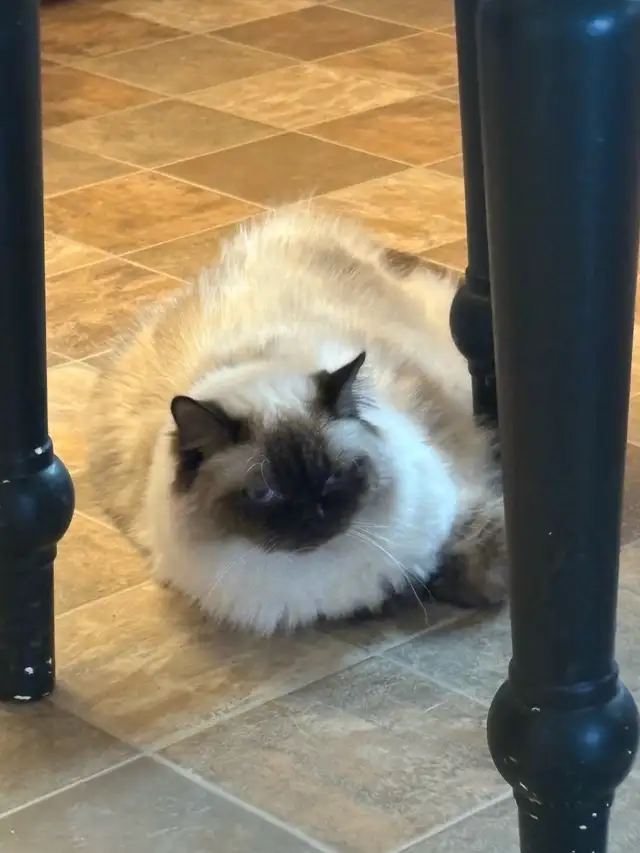 male neutered ragdoll cat