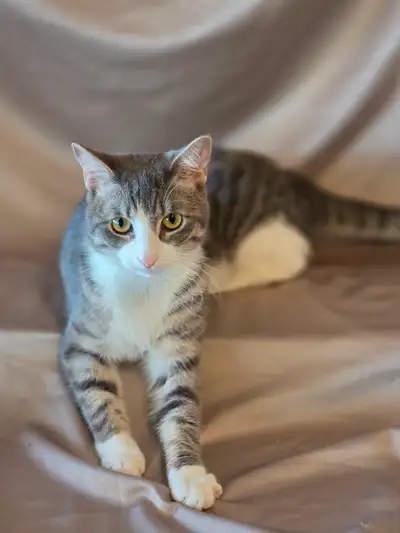 Russian Blue x Tabby Kittens Ready for Rehoming, View more