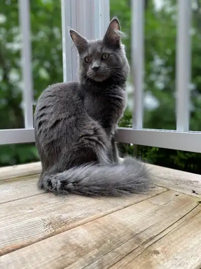 Chaton mix maine coon