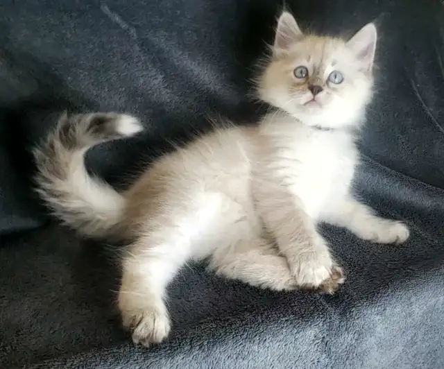 Hypoallergenic Siberian Kittens