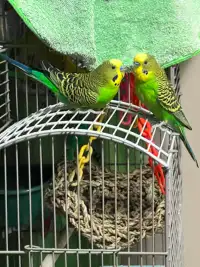 Budgies with cage and accessories for sale