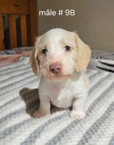 chiots teckel dachshund puppies, View more