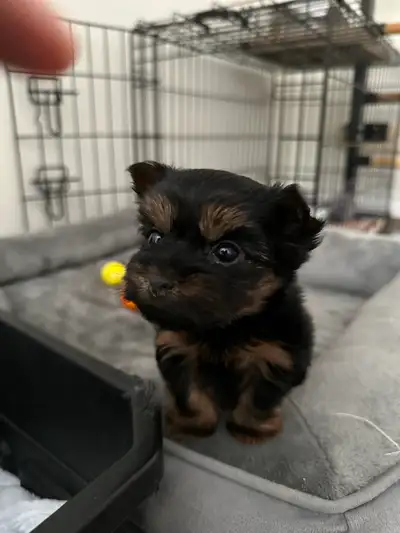 T cup Yorkie Puppies, View more