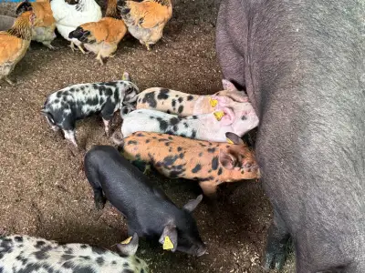 Berkshire piglets , View more
