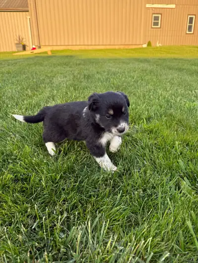 puppies for sale , View more