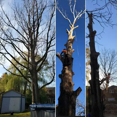 TORONTO TREE GUYS - TREE REMOVAL - PRUNING - LICENSED & INSURED, View more