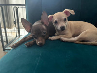 Adorable Male & Female Chihuahuas