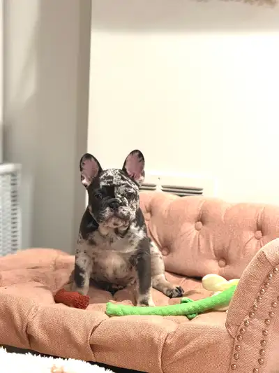 Purebred French bulldog puppy, View more