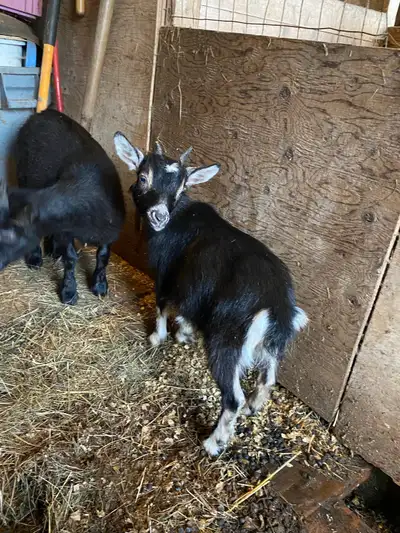 Yearling Pigmy Doe , View more