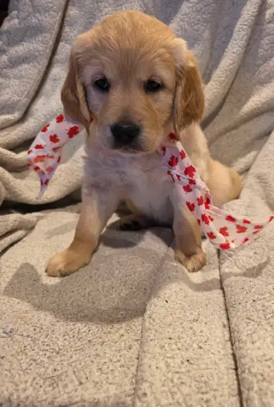 We welcomed a litter of 8 beautiful puppies, who will be looking for their forever homes. These pupp...
