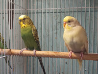 Two budgies with new cage 