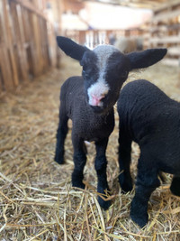 Ewe Lamb 3/4 Babydoll 1/4 Finn X 