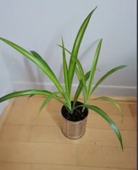 Air-purifying Spider Plant