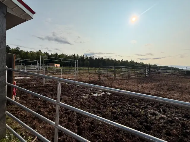 Horse Board  in Horses & Ponies for Rehoming in Moncton - Image 9