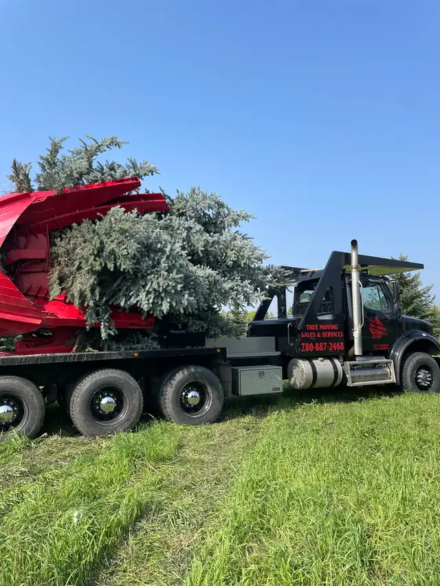 tree sales and moving628632461172491218