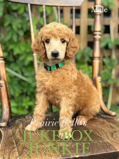 PLEASE READ THE FULL AD ❤️ Fresh new littles and 1 older pup ready to go! Our stunning Halo Jade and...