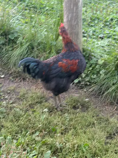 roosters, View more