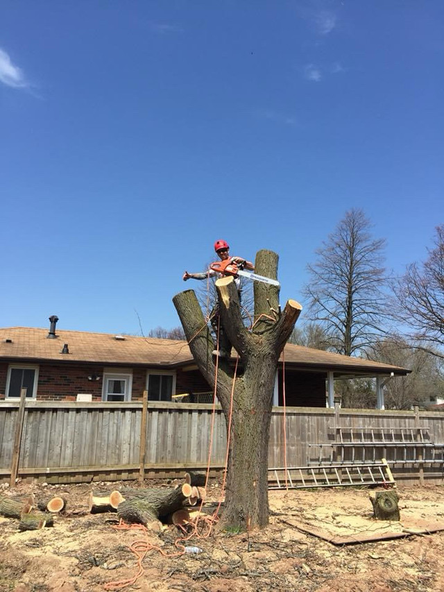 Tree removals! Pruning and trimming! in Lawn, Tree Maintenance & Eavestrough in Hamilton - Image 3