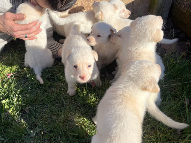 READY TO GO Rare White German shepherd puppies  in Dogs & Puppies for Rehoming in Leamington - Image 2