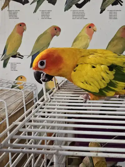 Conures soleil - sun conures, View more