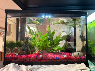 Fish and tanks and more for sale , View more