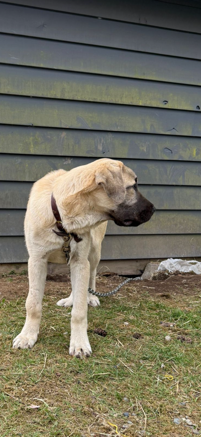 Turkish Shepherd (Kangal/Malaki), View more