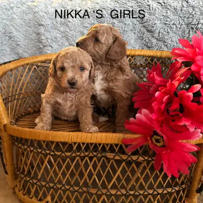 CKC toy poodles, View more