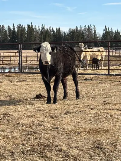 preg checked for april/may good quiet hefier bred heford or angus