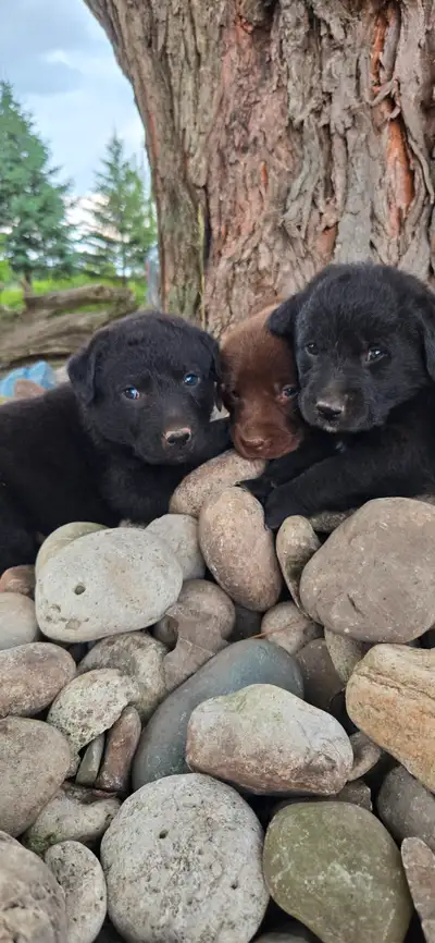 Lab/Chesapeake Puppies, View more