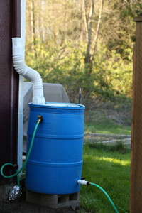 Rain Barrels 55 - 60 gallon for collect rain water.