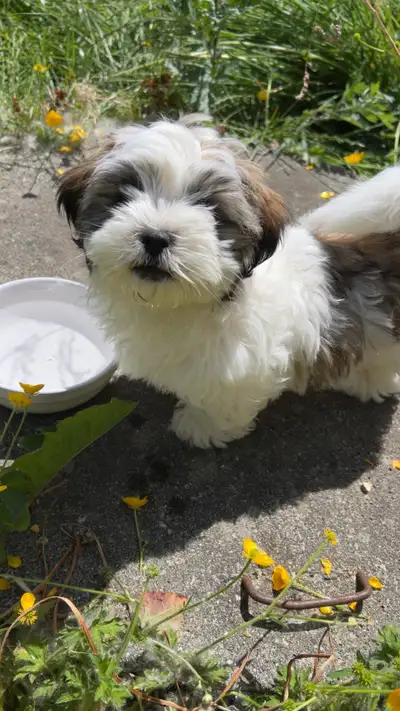 Shih Tzu/Maltese  mix puppies, View more