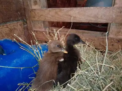 Mixed Breed Ducklings (Rouen, Welsh Harlequin, Indian Runner, etc) 15 available, $8 ea Located East...