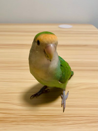 Semi Hand Tamed Peach Faced Love Bird (with Cage + Accessories)