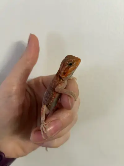 dragons barbus juvénile , View more