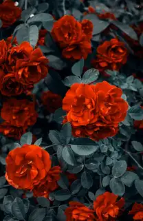 Gardening63849001709825121
