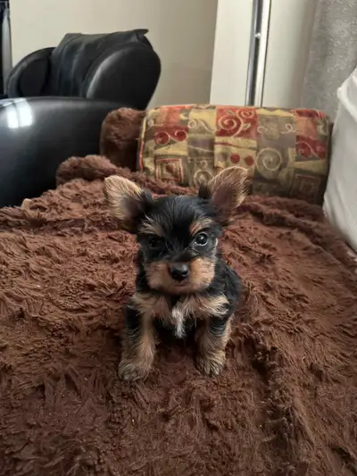 Yorkshire Terrier , View more