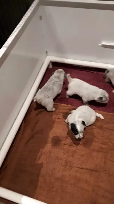 Whelping Box, View more
