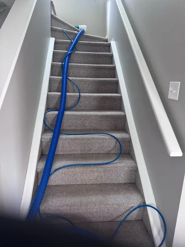 Professy Carpet Steam Cleaning62863713882243121