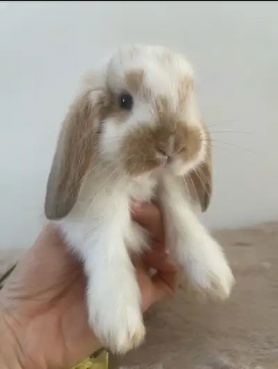 WOW - bébé lapin bélier hollandais nain disponible , View more