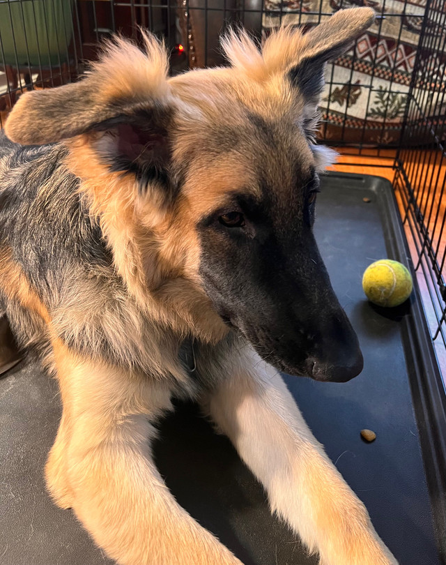 Urgentlyy!!!!!!!! Gorgeous Female German Shepherd Available !!!! in Dogs & Puppies for Rehoming in City of Toronto - Image 2