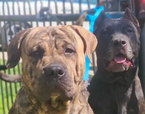 We have 1 beautiful, well socialized puppies available. Puppies are up to date on vaccinations and d...
