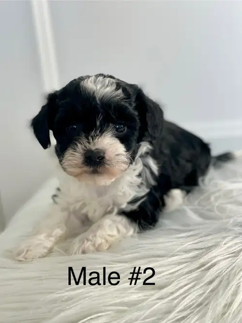 Our sweet girl Quinn became a proud mama of 6 beautiful puppies on March 10th. She is a Salt and Pep...