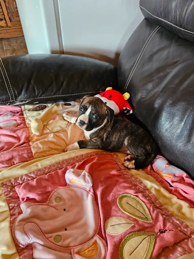 Chiots Boxer in Dogs & Puppies for Rehoming in West Island - Image 7