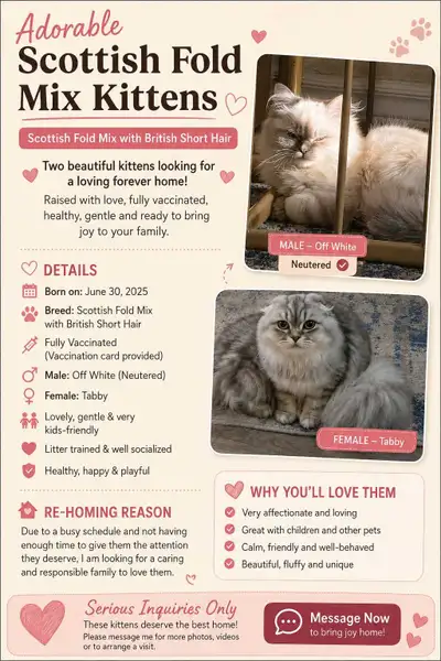 cats & kittens , View more