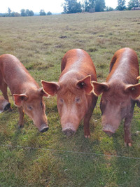 Tamworth pigs