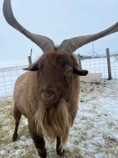 registered fainting goat buck, View more