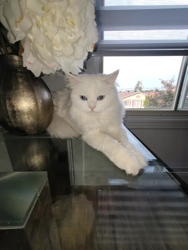 chat pure race himalayenne in Cats & Kittens for Rehoming in City of Montréal - Image 2